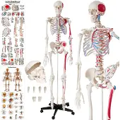 TecTake Skelett Günni lebensgroß und detailgetreu inklusive Anatomieposter