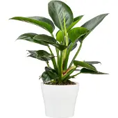 Mentor Blumentopf "27/808"
