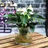 Kölles Beste Anthurie 'Water Roots' weiß in Glasvase 12cm Ø, ohne Erde