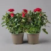 Kölles Beste Rose, rot, Topf-Ø 14 cm, 2 Pflanzen