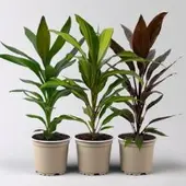 Kölles Beste Grünpflanzen-Set Keulenlilien-Dreierlei, Topf-Ø 12 cm, 3 Pflanzen