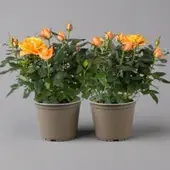 Kölles Beste Rose, orange, Topf-Ø 14 cm, 2 Pflanzen
