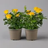 Kölles Beste Rose 'Infinity', gelb, Topf-Ø 14 cm, 2 Pflanzen