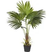 Shumee Fan Palm