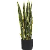 Beliani Snake Plant