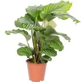 Kölles Beste Calathea orbifolia, Topf-Ø 19 cm, Höhe ca. 70 cm
