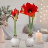 Pflanzen-Kölle Amaryllis in Wachs, Dekor 'Basic White', Blüte rot, 2 Pflanzen