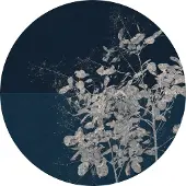 Komar Vliestapete "Vlies selbstklebend - Branch - Größe 125 x 125 cm" bedruckt glatt Wohnzimmer, Schlafzimmer