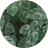Komar Vliestapete "Vlies selbstklebend - Novel Monstera - Größe 125 x 125 cm" bedruckt glatt Wohnzimmer, Schlafzimmer