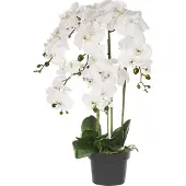 Beliani Orchid