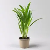Pflanzen-Kölle Goldfruchtpalme, Topf-Ø 13 cm, Höhe ca. 20-30 cm, 3er-Set