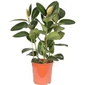 Pflanzen-Kölle Gummibaum 'Robusta', Topf-Ø 27 cm, Höhe ca. 80 cm