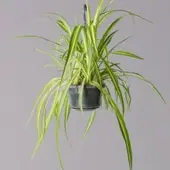 Pflanzen-Kölle Grünlilie, in Blumenampel, Topf-Ø 14 cm, Höhe ca. 50 cm