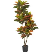 Beliani Codiaeum