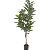 Beliani Ficus Elastica