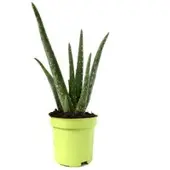Pflanzen-Kölle Aloe vera, Topf-Ø 10,5 cm, Höhe ca. 25 cm, 3er-Set