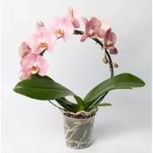 Pflanzen-Kölle Schmetterlingsorchidee, pink, Bogen, Topf-Ø 12 cm, Höhe ca. 45 cm