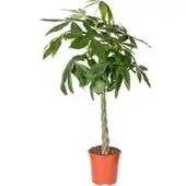 Pflanzen-Kölle Glückskastanie, Topf-Ø 21 cm, Höhe ca. 100 cm