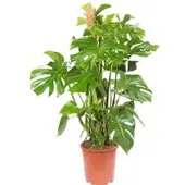 Pflanzen-Kölle Monstera deliciosa, Topf-Ø 27 cm, Höhe ca. 120 cm