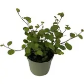 Pflanzen-Kölle Mühlenbeckia, Mini, Topf-Ø 6 cm, 12 Pflanzen