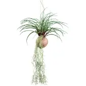 Creativ Green Kunstranke "Tillandsia Stricta" in natürlicher Kokosschale
