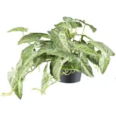 Creativ Green Kunstpflanze "Alocasia" mit naturgetreuem Blattwerk