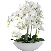 Creativ Green künstliche Pflanze Phalenopsis in Keramikschale, 63 cm, weiß