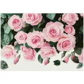 WALLARENA FOTOTAPETE Blumen Rosen Schlafzimmer 300x210