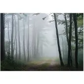 WALLARENA FOTOTAPETE Wald Natur Vlies Tapete Wohnzimmer Schlafzimmer 300x210