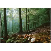 WALLARENA FOTOTAPETE Wald 3D Effekt Natur Wohnzimmer 200x140