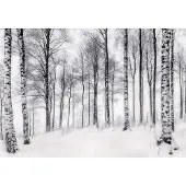 WALLARENA FOTOTAPETE 3D Effekt Wald Birken Bäume Tapete Wohnzimmer 300x210