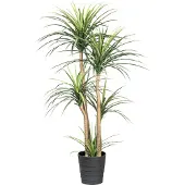 Creativ Green Kunstpflanze "Dracaena" auf 5 Stämmen