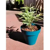 Riviera Blaue Blumentopf Ø 55 cm