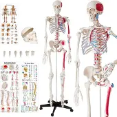 TecTake Skelett Anatomie medizinisches Modell - 180cm + Anatomie Poster - Muskel und Knochen Markierung - 400963