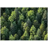 WALLARENA FOTOTAPETE Wald Bäume Natur Vlies Tapete Wohnzimmer 150x105