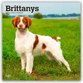 BrownTrout Brittany Spaniel Kalender 2026