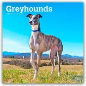 BrownTrout Greyhound Kalender 2026