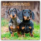 BrownTrout Dackel Kalender 2026