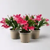 Pflanzen-Kölle Weihnachtskaktus, rosa, Topf-Ø 12 cm, 3 Pflanzen