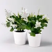 Pflanzen-Kölle Weihnachtskaktus, weiß, mit Übertopf Dallas weiß, Topf-Ø 12 cm, 2 Pflanzen