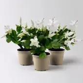 Pflanzen-Kölle Weihnachtskaktus, weiß, Topf-Ø 12 cm, 3 Pflanzen