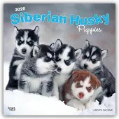 BrownTrout Siberian Husky Welpen Kalender 2026