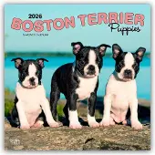BrownTrout Boston Terrier Welpen Kalender 2026