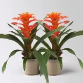 Pflanzen-Kölle Guzmanie 'Fiero', orange, Topf-Ø 12 cm, 2 Pflanzen