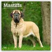 BrownTrout Englische Dogge Kalender 2026