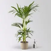 Pflanzen-Kölle Kentiapalme, Topf-Ø 18-20 cm, Höhe ca. 80-110 cm