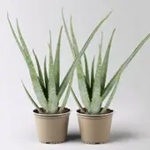 Pflanzen-Kölle Aloe vera, Topf-Ø 15 cm, Höhe ca. 35-50 cm, 2 Pflanzen