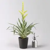 Pflanzen-Kölle Tillandsie oerstediana, gelb, im Übertopf Dallas anthrazit, Topf-Ø 12 cm