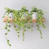 Pflanzen-Kölle Hedera helix in Keramiktopf Dallas weiß, Topf-Ø 12/13 cm, 3er-Set