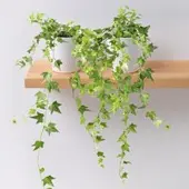 Pflanzen-Kölle Hedera helix in Keramiktopf Dallas weiß, Topf-Ø 12/13 cm, 2er-Set